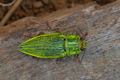 Chrysodema yasumatsui