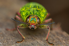 Chrysodema yasumatsui