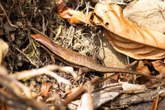 Eutropis borealis