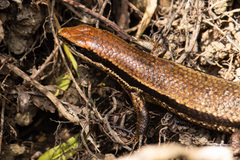 Eutropis borealis