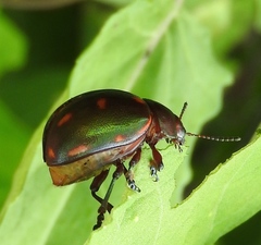 Leptinotarsa behrensi