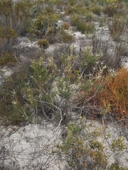 Leucadendron cinereum