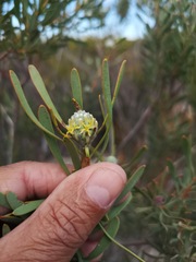Leucadendron cinereum