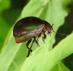 Leptinotarsa behrensi
