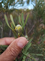 Leucadendron cinereum