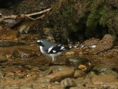 Enicurus schistaceus