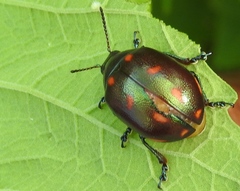 Leptinotarsa behrensi