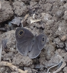 Ypthima asterope hereroica