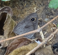 Ypthima asterope hereroica