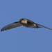 Dark Swiftlets - Photo (c) Kévin Le Pape, some rights reserved (CC BY-SA)