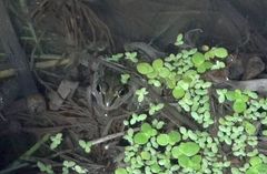 Pelophylax porosus porosus