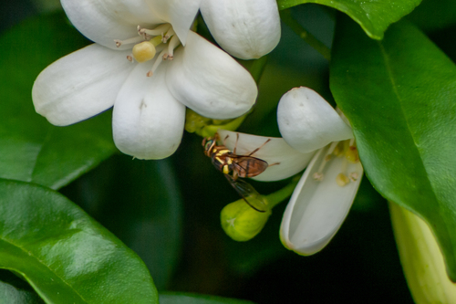 Oriental Fruit Fly photo 5