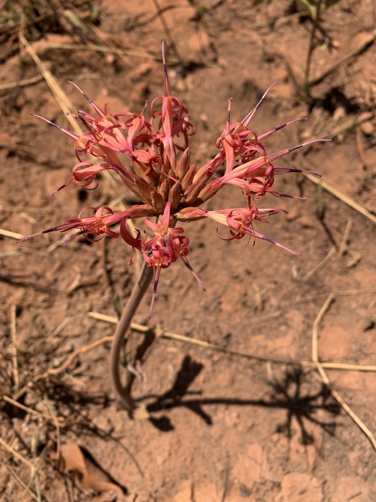 Chresta speciosa