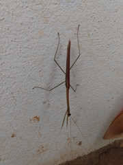 Tenodera superstitiosa