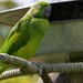 Mauritius Parakeet - Photo (c) colin houston, some rights reserved (CC BY)