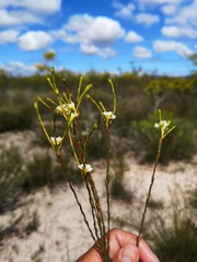 Lachnaea capitata