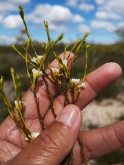Lachnaea capitata