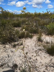 Lachnaea capitata