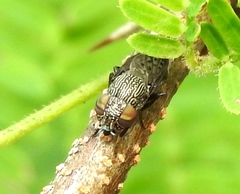 Notogramma