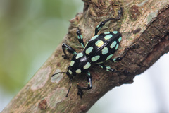 Pachyrhynchus tobafolius