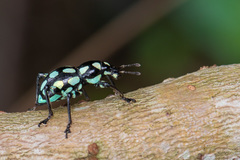 Pachyrhynchus tobafolius