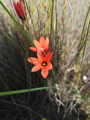 Ixia tenuifolia