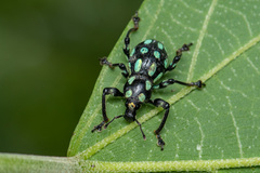 Pachyrhynchus tobafolius