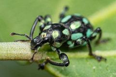 Pachyrhynchus tobafolius