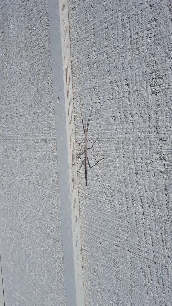 Catalina Walkingstick