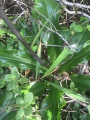 Veltheimia bracteata