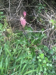 Veltheimia bracteata