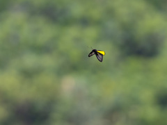 Troides magellanus