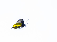 Troides magellanus