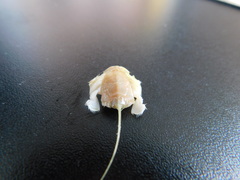 Image of Lepidopa venusta