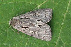 Acronicta cuspis