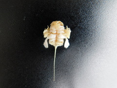 Lepidopa venusta