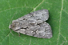 Acronicta cuspis