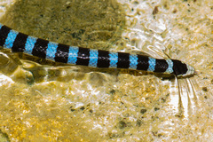 Laticauda laticaudata