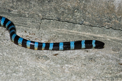 Laticauda laticaudata