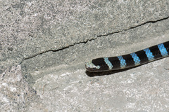 Laticauda laticaudata