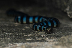 Laticauda laticaudata