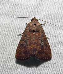 Condica sutor