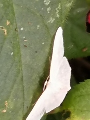 Lepidoptera