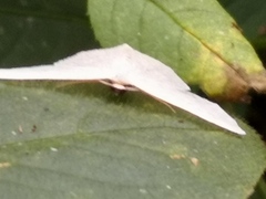Lepidoptera