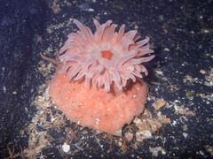Stomphia coccinea
