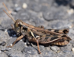 Melanoplus devastator
