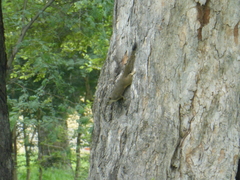 Callosciurus pygerythrus