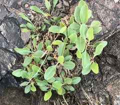 Limonium brasiliense