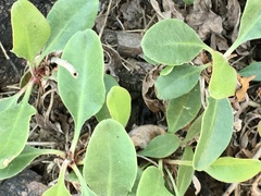 Limonium brasiliense