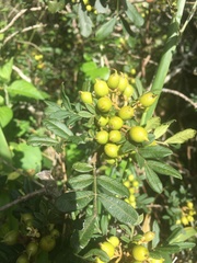 Hippobromus pauciflorus